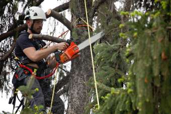 Prace przy ścinaniu drzew na wysokościach